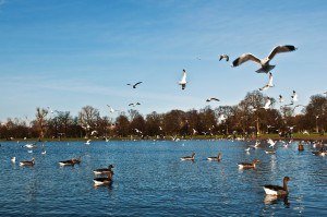 ducks-and-seagulls-in-kensington-gardens